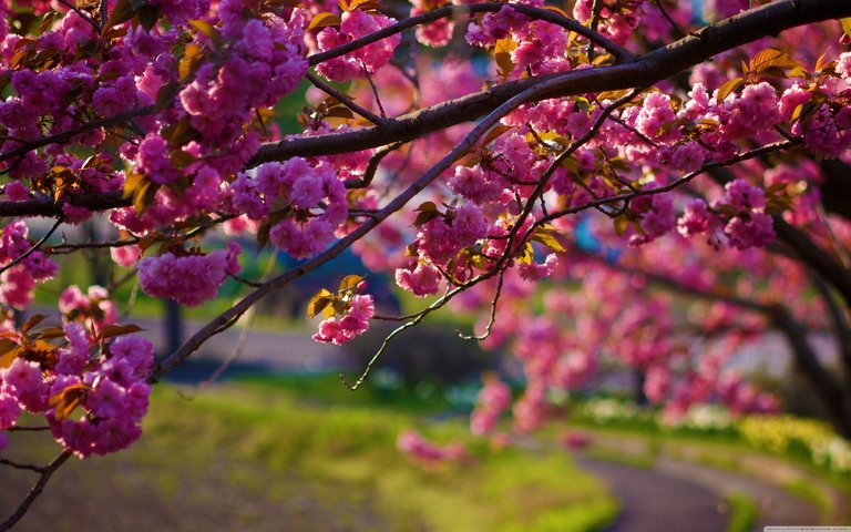 purple-flower-flowers-photography-nature-high-quality-wallpaper-best-of-spring-wallpapers-hd-group-80-of-purple-flower-flowers-photography-nature-high-quality-wallpaper.jpg