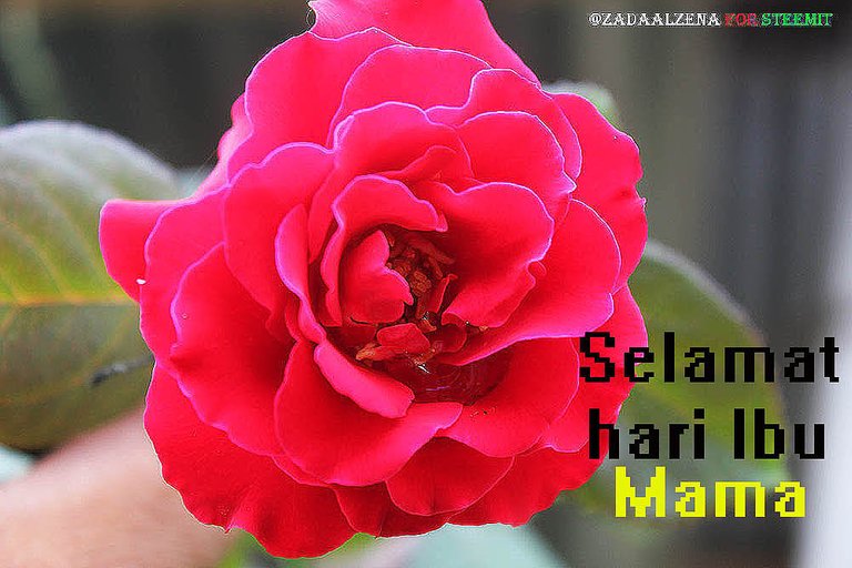 mawar merah_hari ibu.jpg