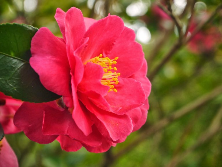 camellia sasanqua 'sekiya'.jpg