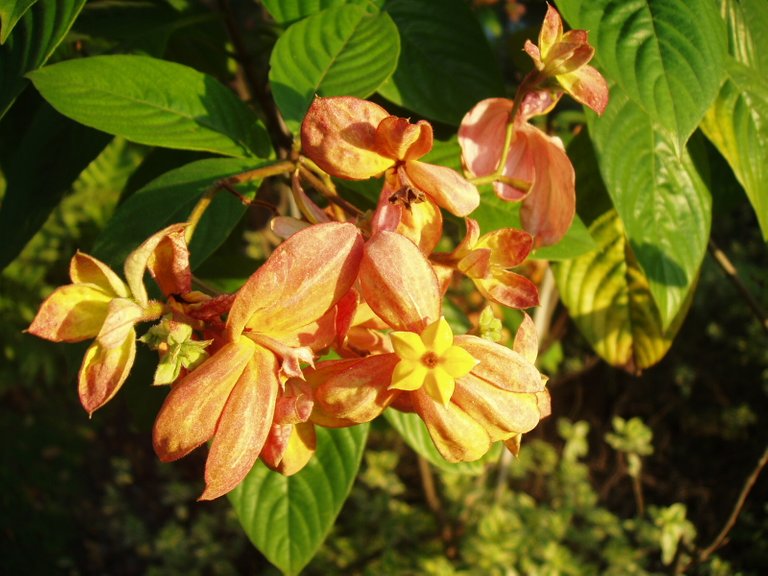 Queen Sirikit Park - flower