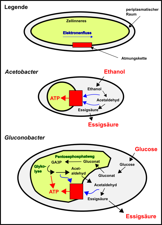 Biochemie V.png