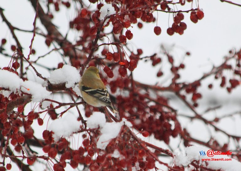 American Goldfinch IMG_0133.JPG