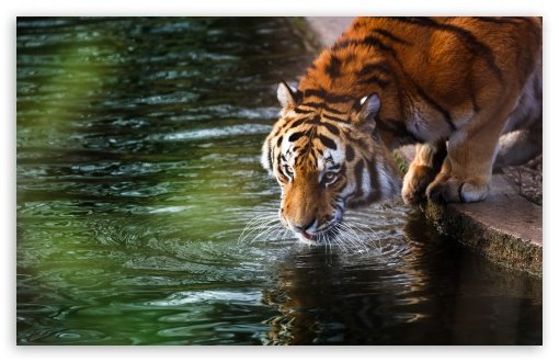 tiger_drinking-t2.jpg