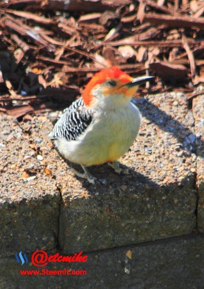 Red-Bellied Woodpecker PFW64.jpg