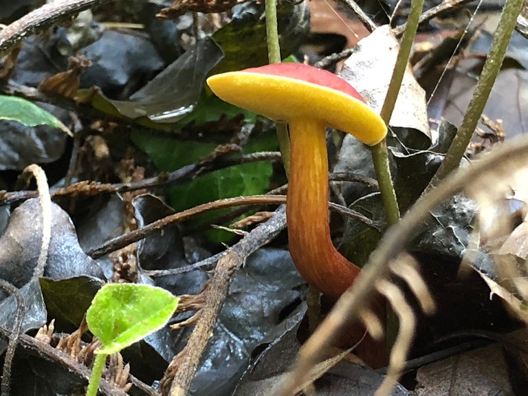 Boletus pseudosensibilis.jpg