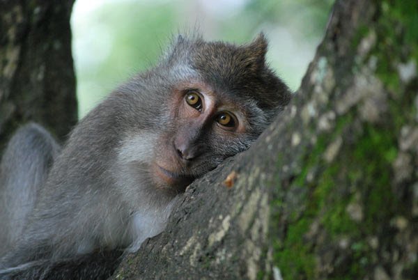 1229_b_Macaque.jpg