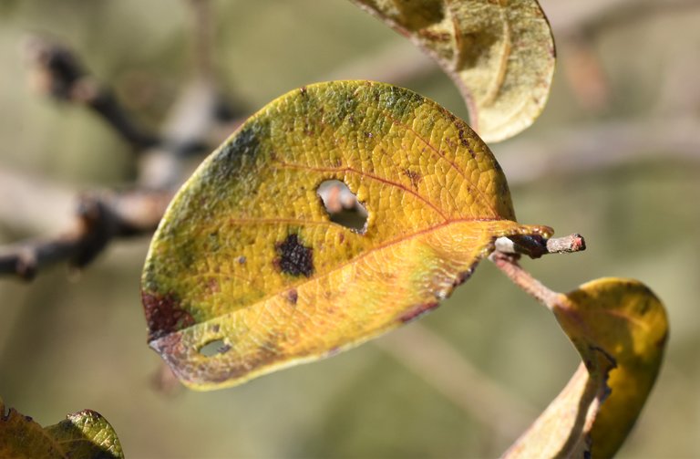 yellow apple leaf 1.jpg