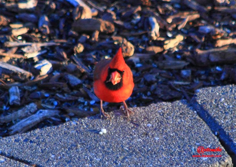 Northern Cardinal PFW0260.JPG