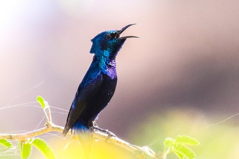 Purple sunbird.jpg