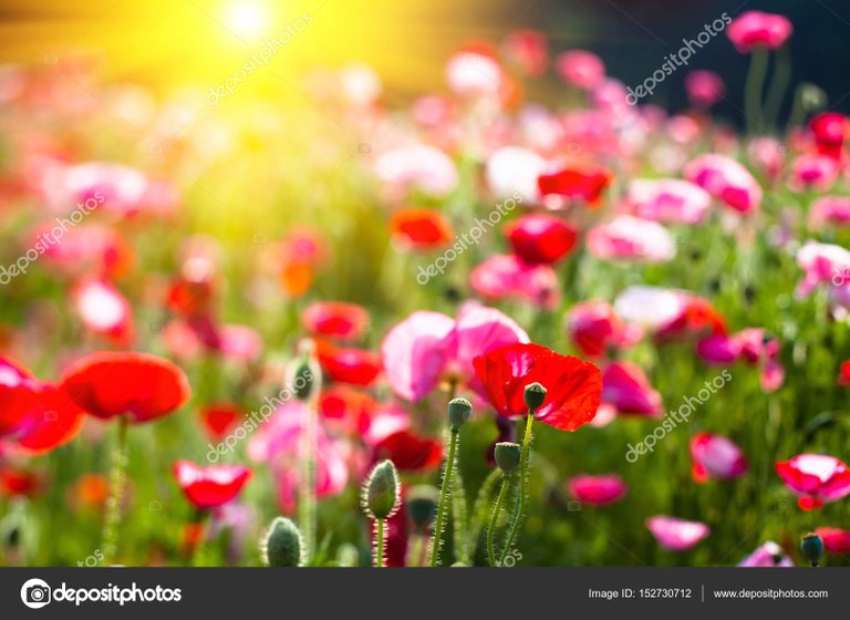 depositphotos_152730712-stock-photo-the-beautiful-of-poppy-folwer.jpg