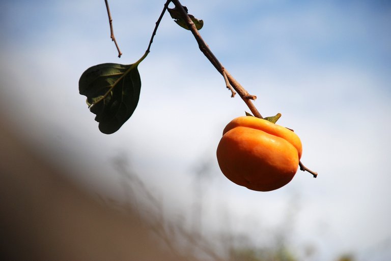 persimmon-698198_1920.jpg