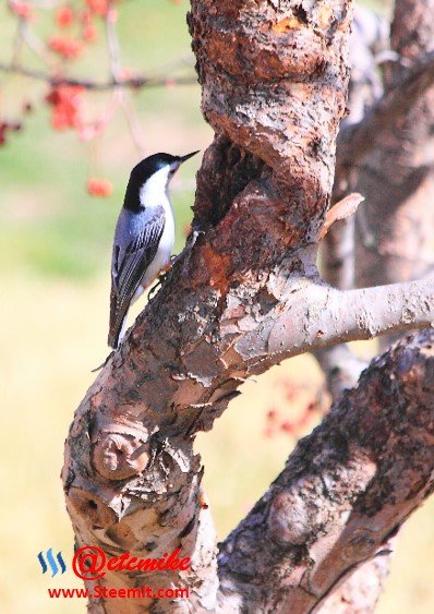 White-breasted Nuthatch PFW42.jpg