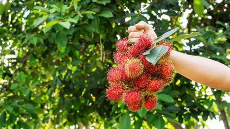 102469307-man-holding-a-rambutan-fruit-on-a-rambutan-tree-background-.jpg