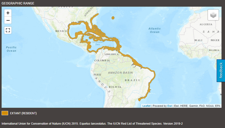 repartition_equetus_lanceolatus.PNG