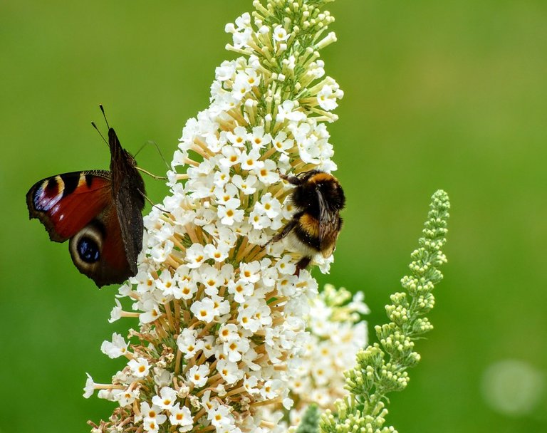 Garden-Summer-Butterfly-Nature-Bee-2604195.jpg