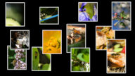 insects collage thumb small.png