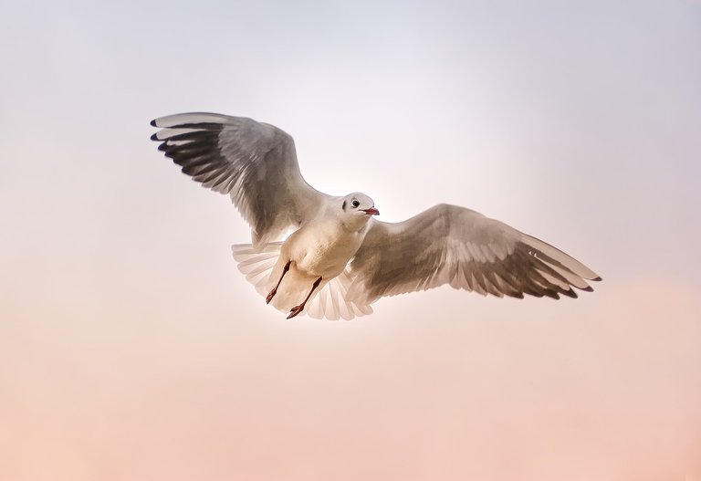 seagull-3465550_1280.jpg