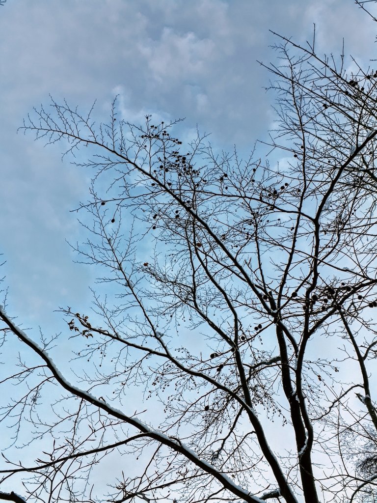 Blue sky and tailored cloud