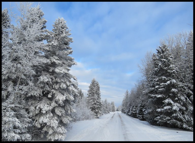 view of hoar frost and snow on beautiful evergreens along our road.JPG