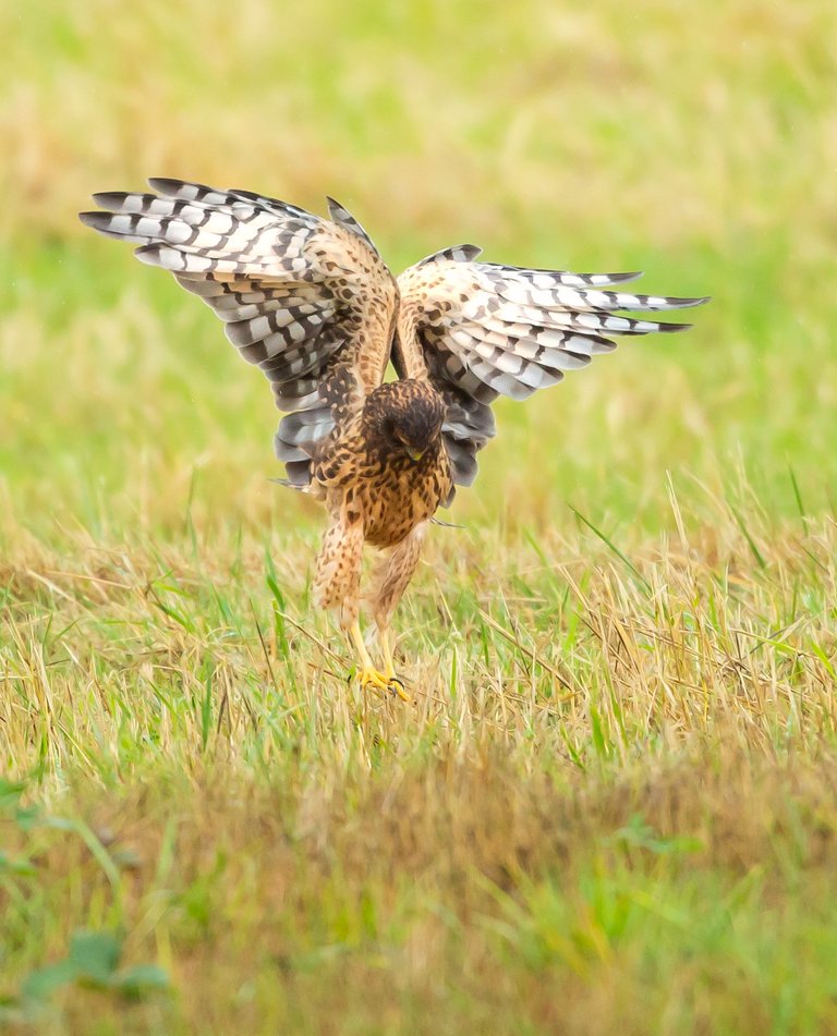 Harrier-Grab-Saved-for-wEb-ajhd.jpg