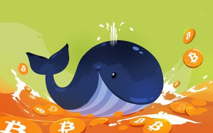 whale-bitcoin graphic.jpg