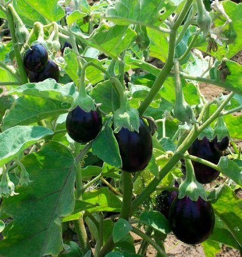 brinjal-egg-plant-500x500.jpg