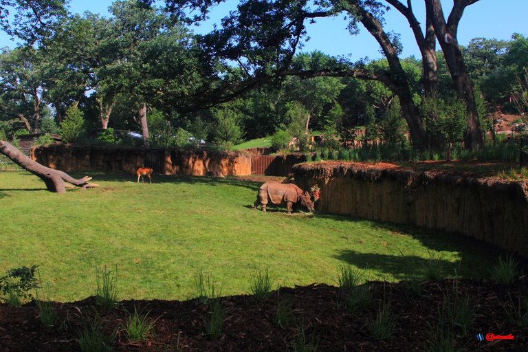 Indian Rhino rhinoceros henry doorly zoo asian highlands exhibit IR0007.JPG