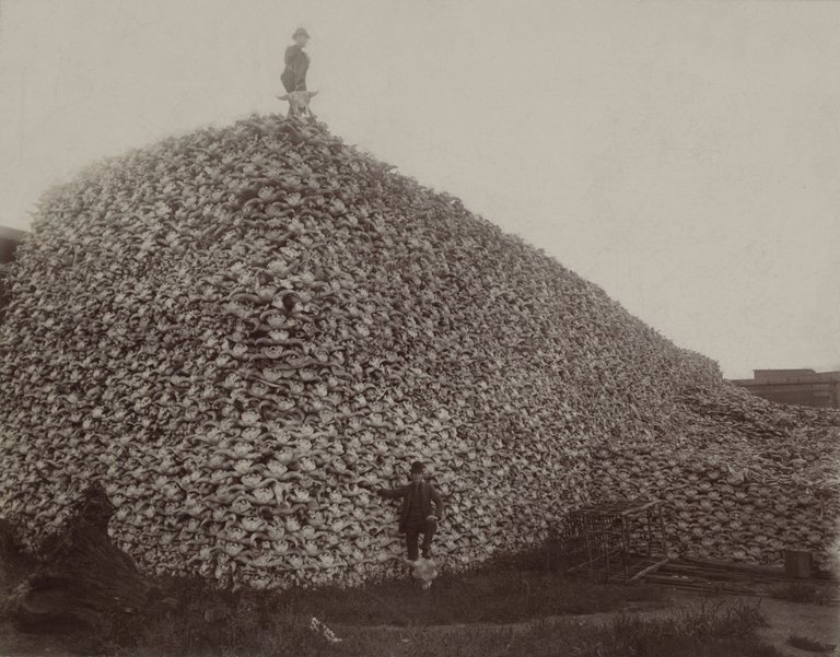 Bison_skull_pile_edit.jpg