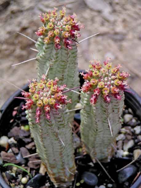 Euphorbia mammillaris f variegata.jpg