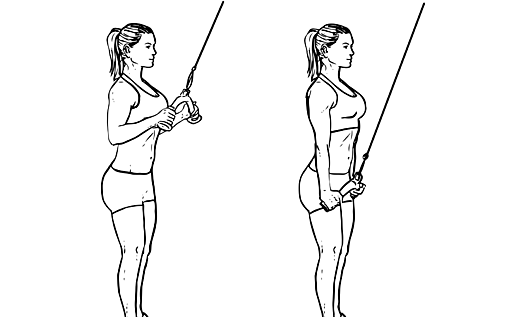 Triceps_Pushdown_F_WorkoutLabs.png