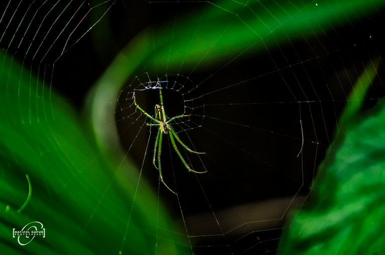 Green Spider 1.jpg