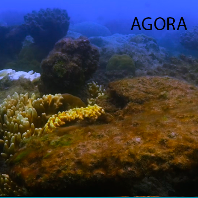 CORAL1AGORA.png