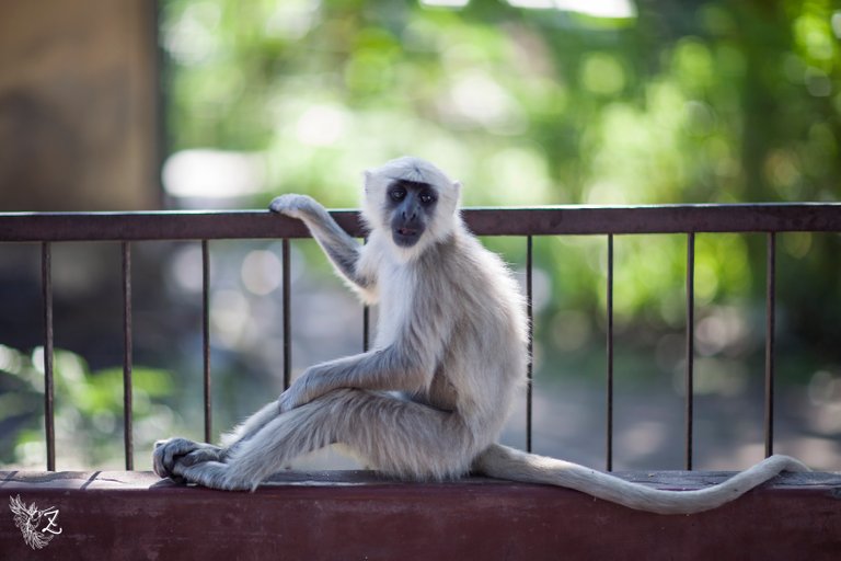 rishi-monkeys-36.jpg