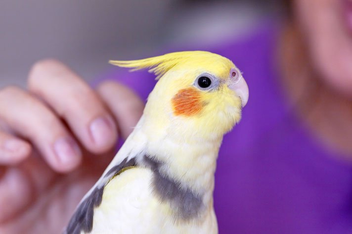 cockatiel-shutterstock_570271666.jpg