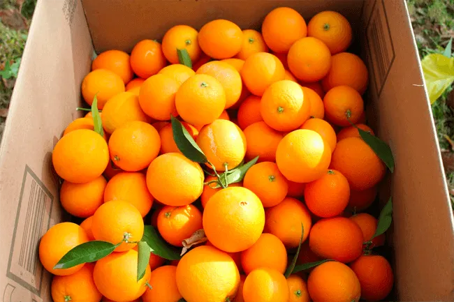 oranges.webp