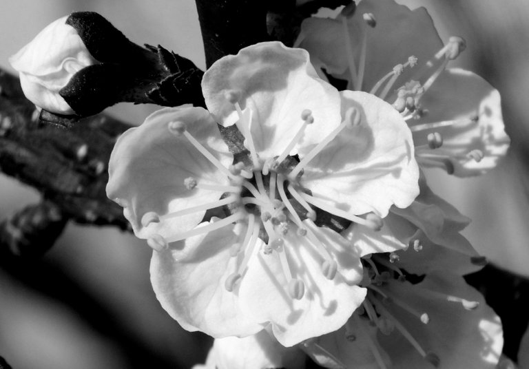 RD0233-BlossomBW.jpg