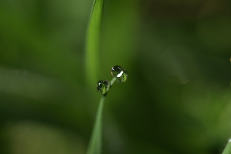 waterdrops macro grass 3.jpg