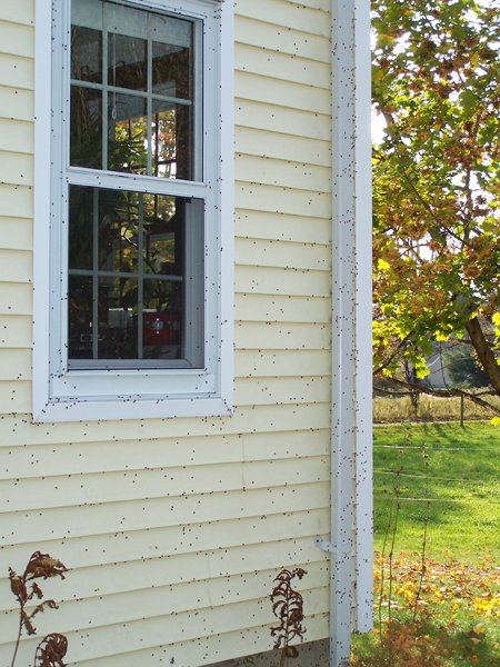 Ladybug invasion7 crop Oct. 09.jpg