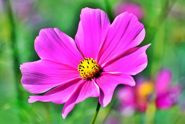 cosmea-3711568_960_720.jpg