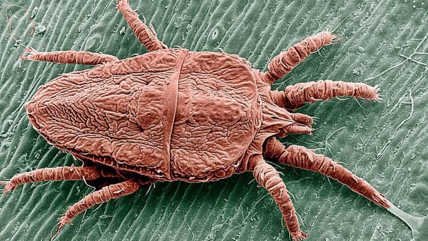 acaro-animal-mas-rapido-del-mundo-620x349.jpg