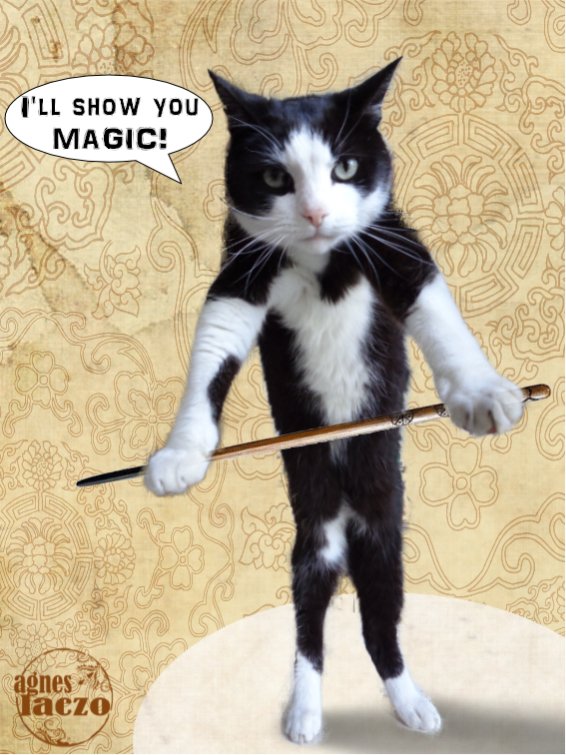 magic cat funny meme.jpg