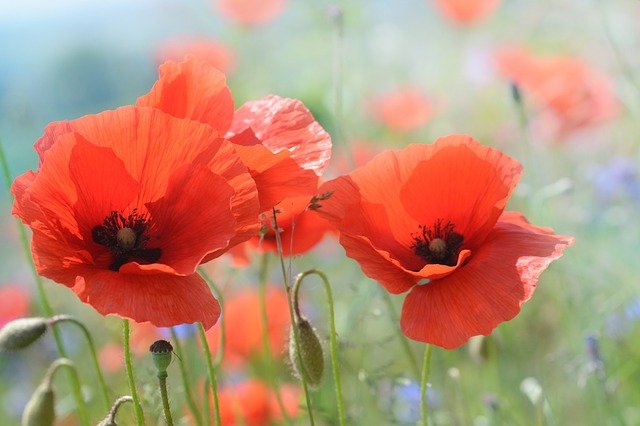 poppy-2391025_640.jpg