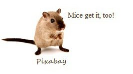 mouse pixabay TSEs.jpg
