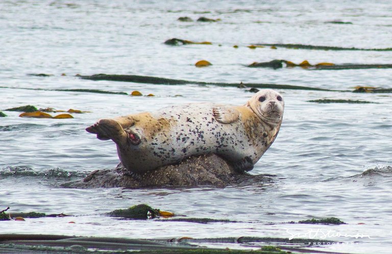 Harbour Seal-3.jpg