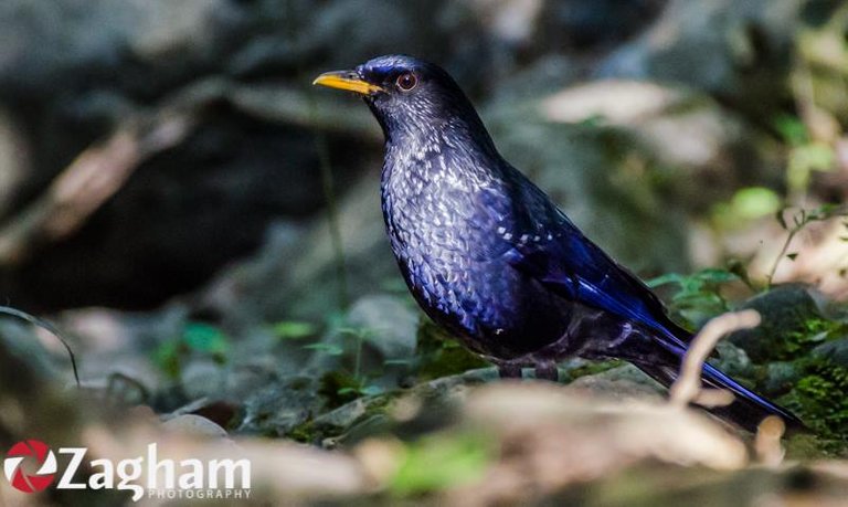 Blue Whistling Thrush.jpg