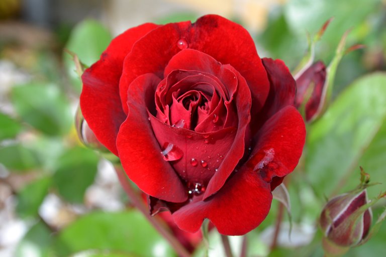 rose-red-flower-victor-hugo.jpg