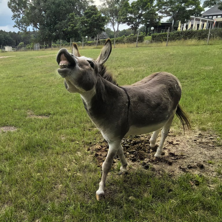 Sonntagmorgen_IMG_20250726_122719_quadrat.jpg
