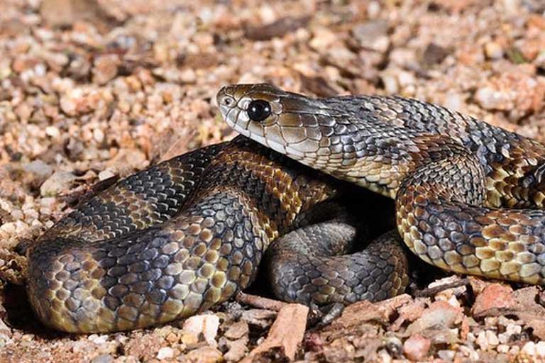 Tiger-Snake-Barry-Kiepe-Flickr.jpg