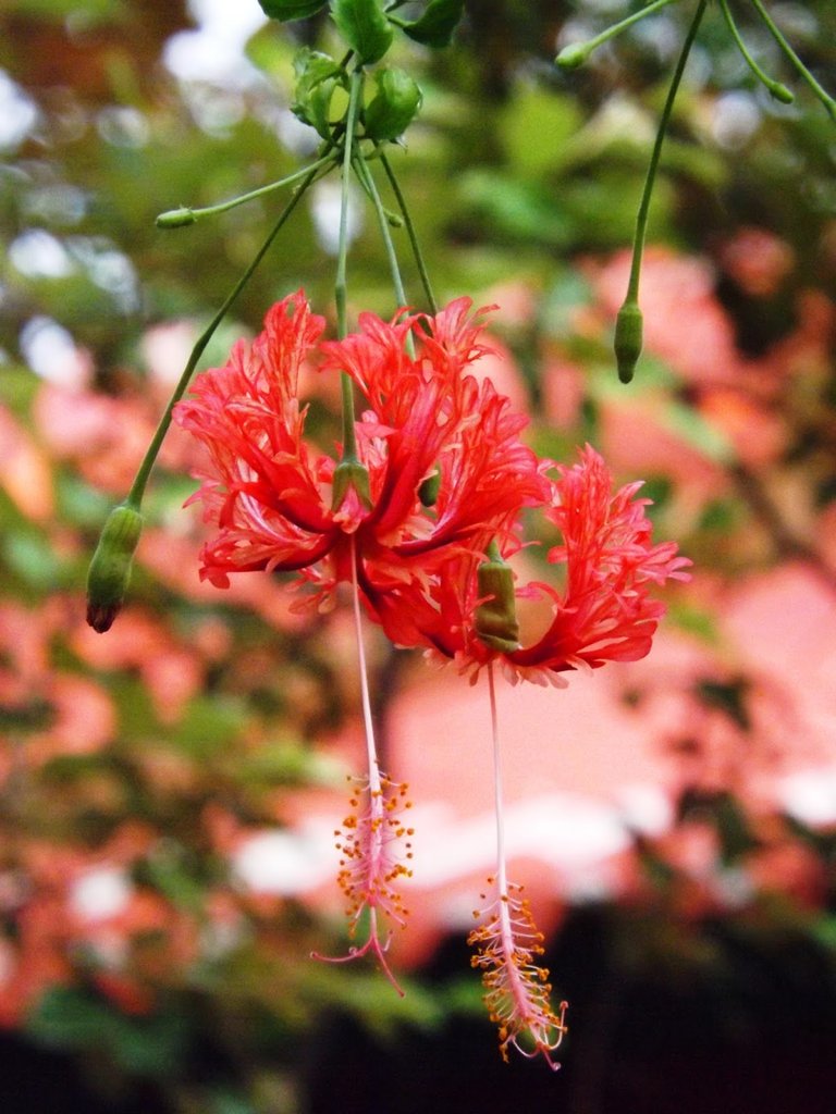 hibiscus_schizopetalus_02.JPG