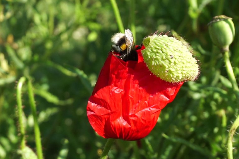 Bumblebee _opens_poppy_flower_-_Free_polls_for_all_05.jpg